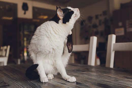 black-white-cat-scratching-sitting-on-kitchen-table-SW Black and white cat sitting on kitchen table scratches neck.