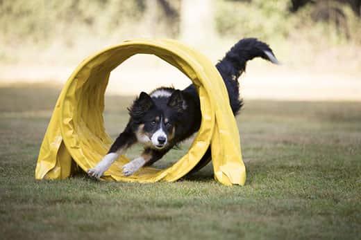 Bordercollie juoksee agility-tunnelin läpi Bordercollie juoksee agility-tunnelin läpi