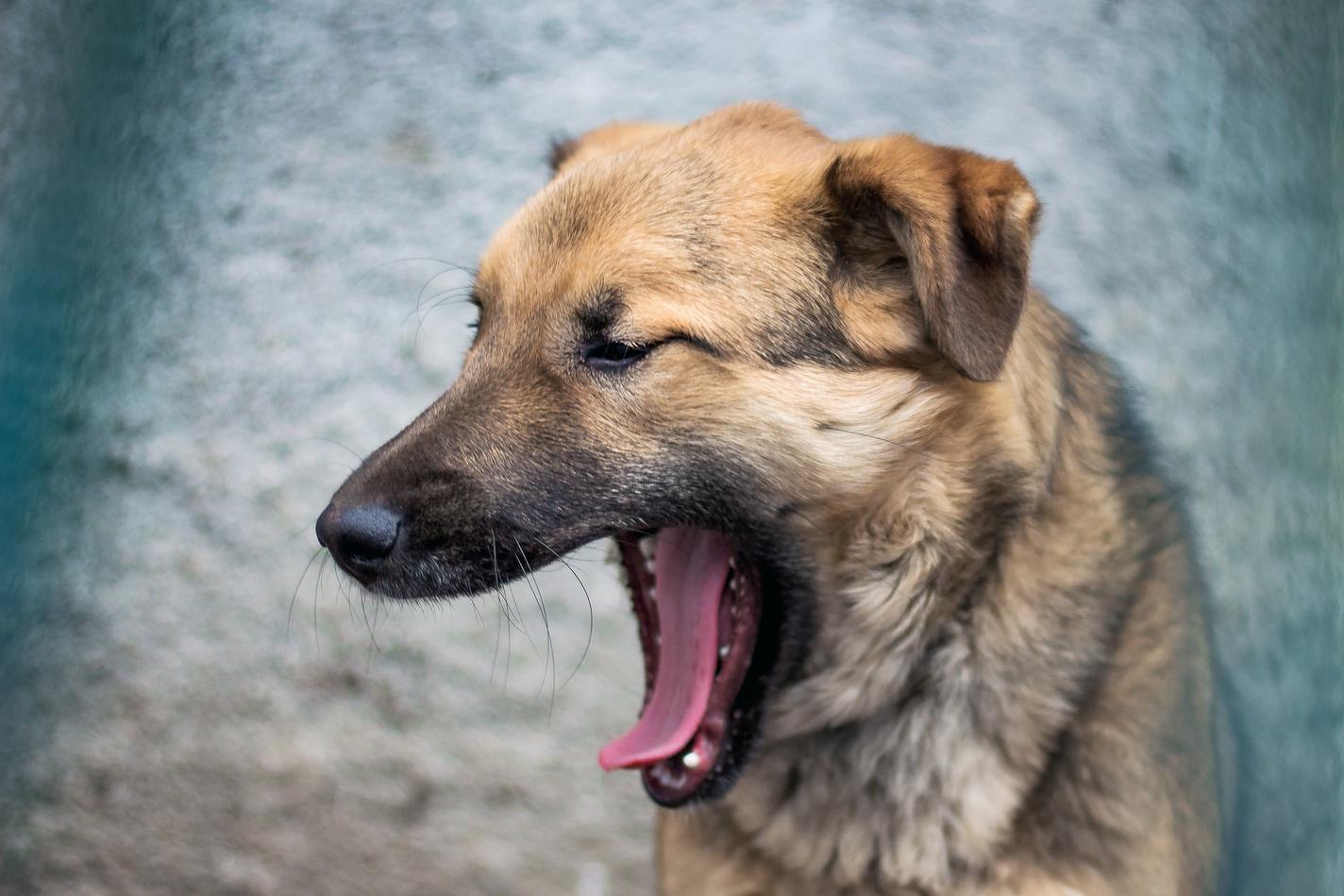 brown-dog-yawning koira haukottelee