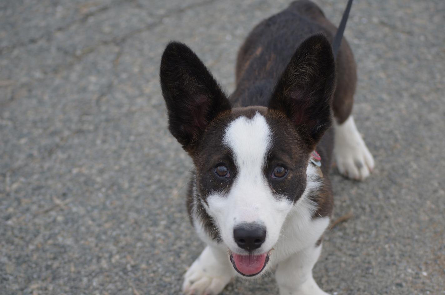 brown-white-puppy-with-large-ears-looking-up Cute brown and white puppy on a leash looking up.
