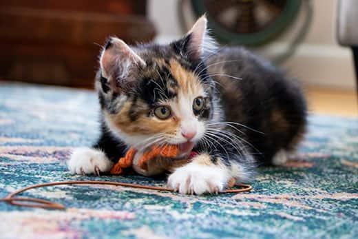 calico-kitten-chewing-on-rope-SW Kilpikonnakuvioinen kissanpentu makaa sinisellä matolla ja leikkii oranssiruskealla köydellä.