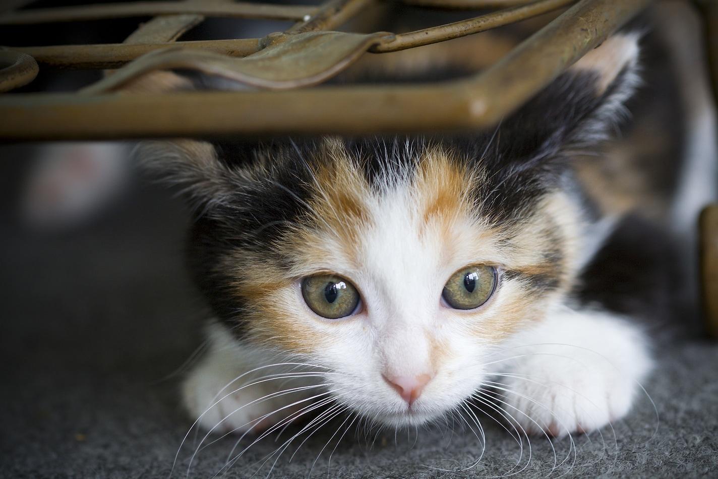 calico-kitten-hiding-under-chair Small calico kitten crouches beneach a wicker chair.