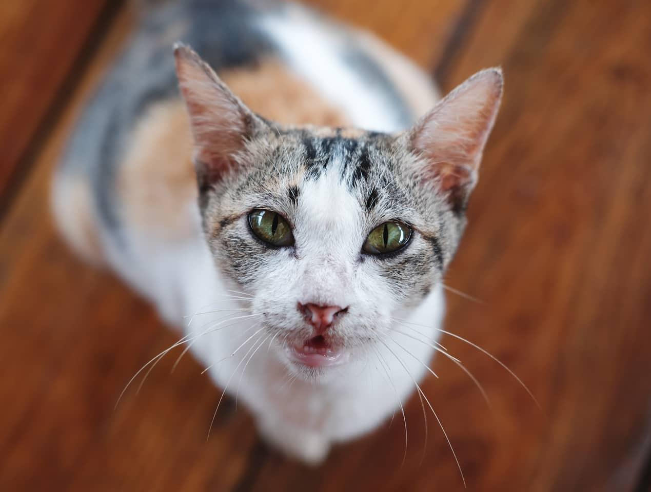 Calico cat staring up with hardwood floors in background. Calico cat staring up with hardwood floors in background.