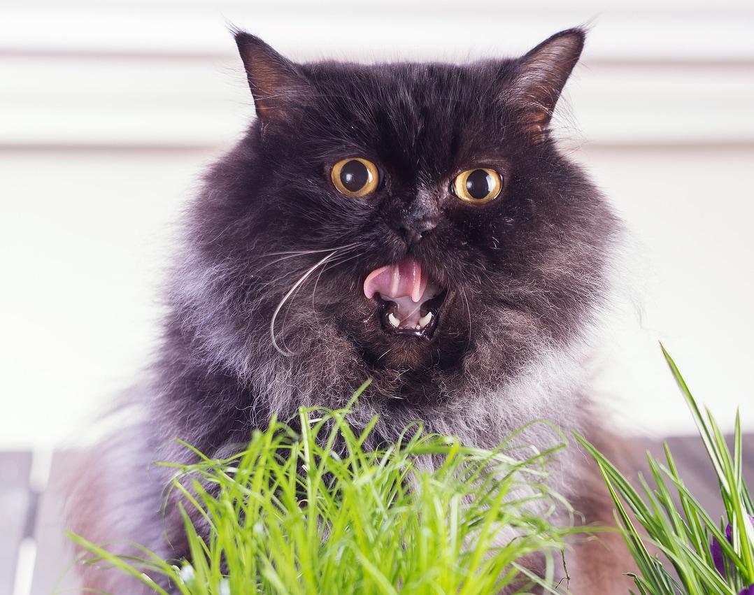 cat-licking-lips-behind-grass Long haired cat with open mouth nibbling on grass