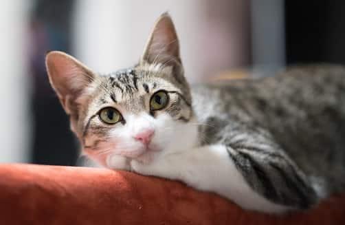 kissa-makaa-sohvan-käsinojalla rentoutunut-kissa-sohvalla