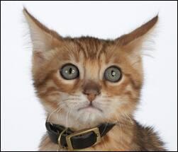 Ukkosta ja ilotulitteita pelkäävä kissa Ukkosta ja ilotulitteita pelkäävä kissa