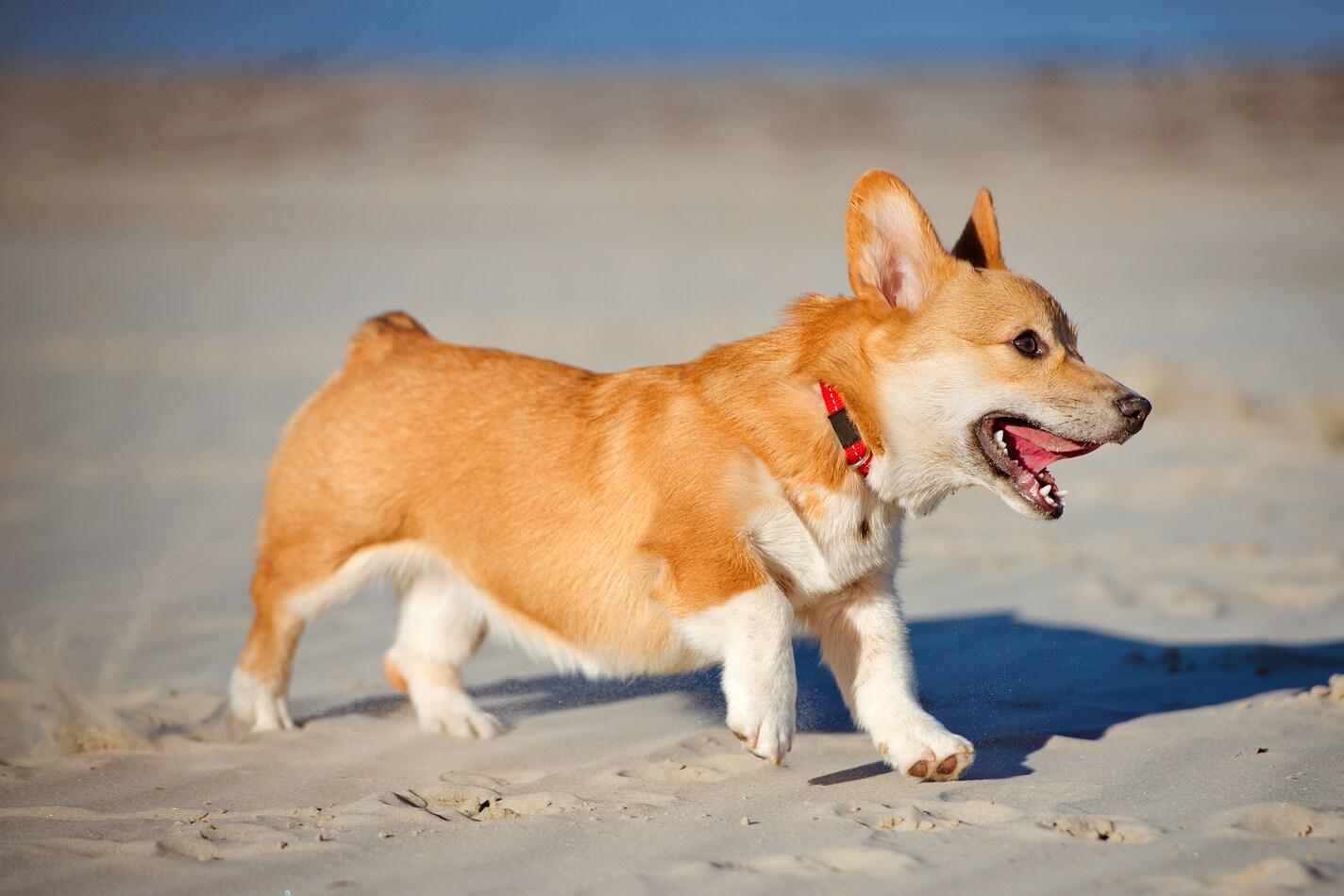 corginpentu-juoksee-rannalla Welsh corgi pembroken pentu rannalla