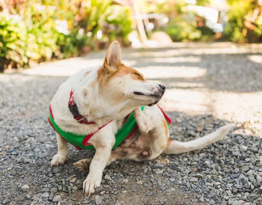 vihreapaitainen-corgi-raapii-korvaansa Vihreäpaitainen corgi raapii korvaansa.