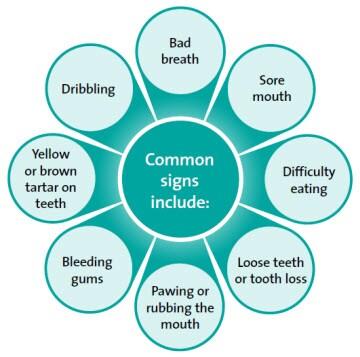 Common signs of dental disease