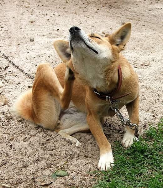 hihnassa-oleva-koira-raapii-itseään Oranssi koira istuu ulkona hihnassa ja raapii itseään.