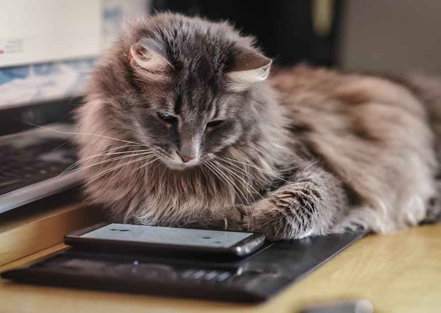 porroinen-kissa-tuijottaa-puhelinta Utelias pörröinen kissa tutkiskelee älypuhelinta