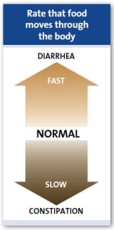 Nopeus, jolla ruoka liikkuu elimistön läpi Nopeus, jolla ruoka liikkuu elimistön läpi