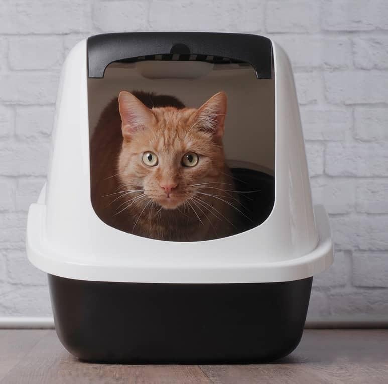 white-cat-in-blue-collar-yawning-SW Valkoinen kissa sinisessä kaulapannassa haukottelee.