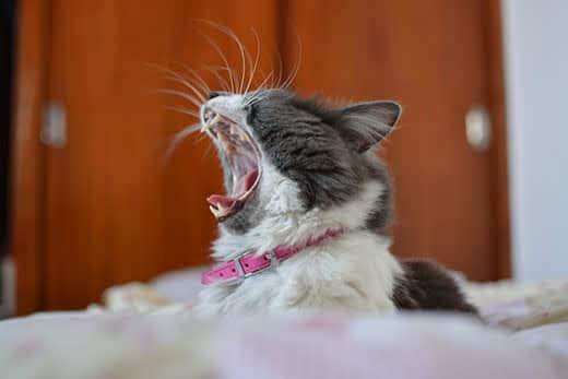 Gray and white cat in pink collar yawning. Gray and white cat in pink collar yawning.