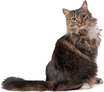 Kissan karvapallo Kissan karvapallo