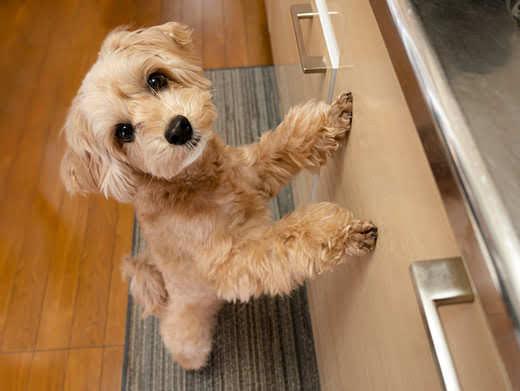 hybrid-breed-standing-on-hind-legs-in-kitchen-SW Golden hybrid dog standing on hindlegs looking up toward kitchen countertop.