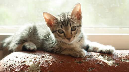 kitten-lying-on-back-of-scratched-up-couch-SW Kitten sitting on a sofa with rips and tears from a cat's scratch