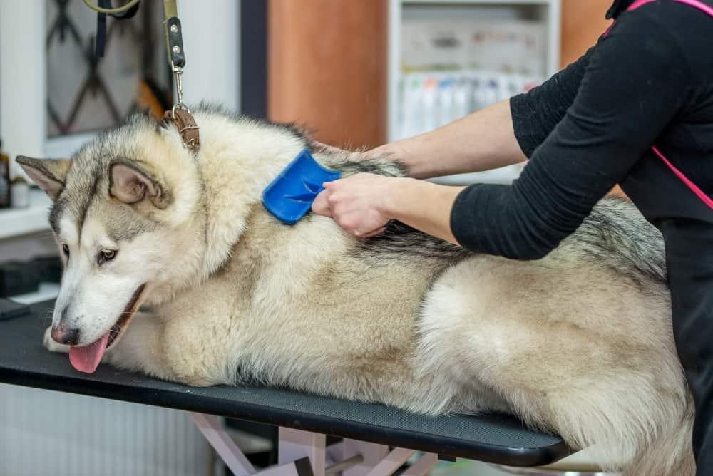 malamute-getting-groomed-SW Malamute being groomed in a professional dog salon