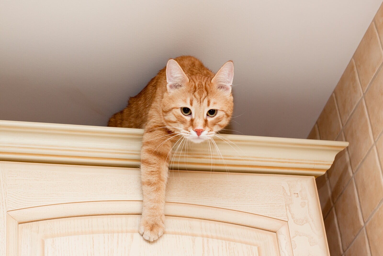 orange-tabby-atop-kitchen-cabinet Nuori juovikas oranssi kissa keittiön kaapin päällä.