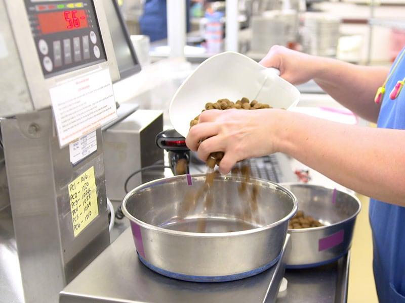 Eläinlääkärin avustaja annostelee ruokaa kauhalla ruokakuppiin