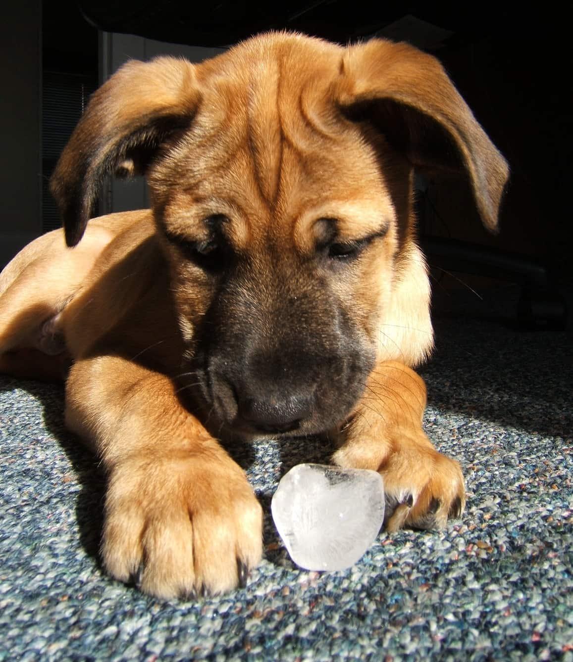 koiranpentu-nuolee-jääpalaa Koiranpentu leikkii jääpalalla