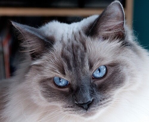 ragdoll-cat-with-blue-eyes ragdoll with bright blue eyes