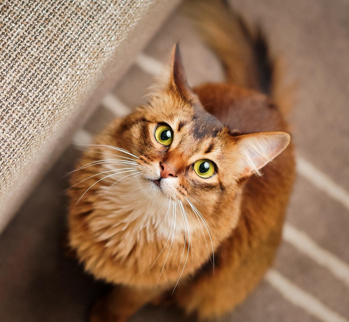 red-cat-looking-up-SW Purebred ruddy somali cat looking up staring at the camera.