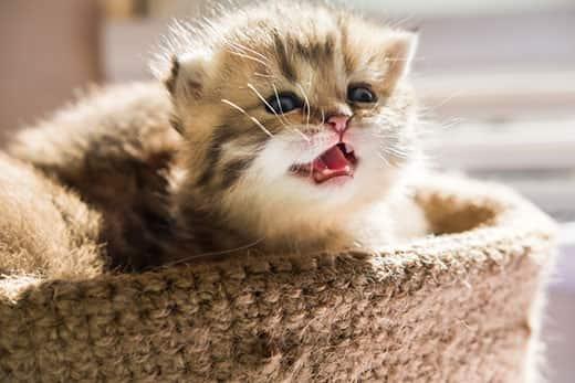 small-kitten-meowing-in-basket-SW Pieni kissanpentu korissa maukuu vienosti.