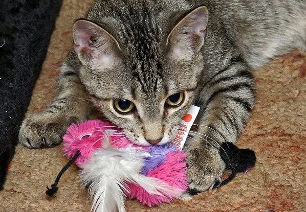 striped-tabby-kitten-plays-with-pink-bird-toy striped tabby cat playing with pink plush bird toy