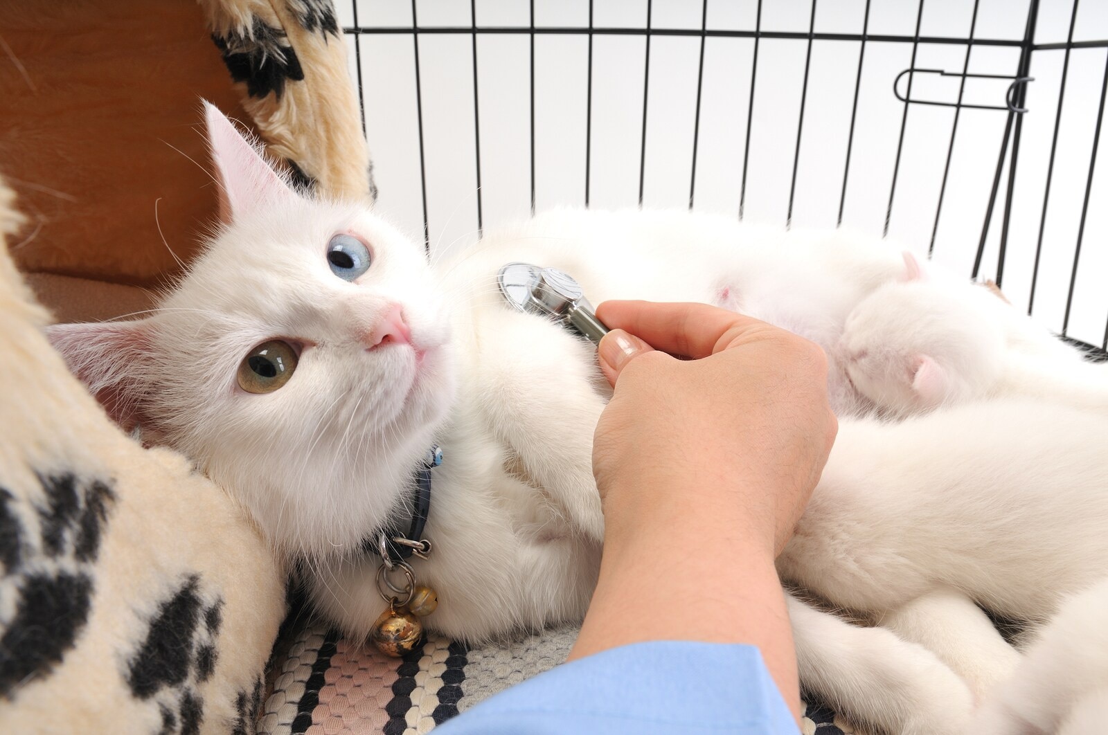 Veterinarian examining cute white cat with stethoscope, isolated on white Veterinarian examining cute white cat with stethoscope, isolated on white