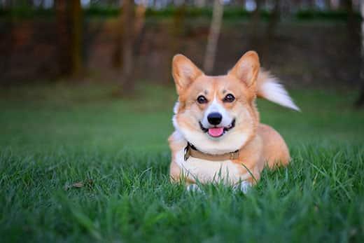 welsh-pembroke-corgi-leikkii-ruohossa-SW Hymyilevä welsh corgi pembroke -koira makaa vihreässä ruohossa