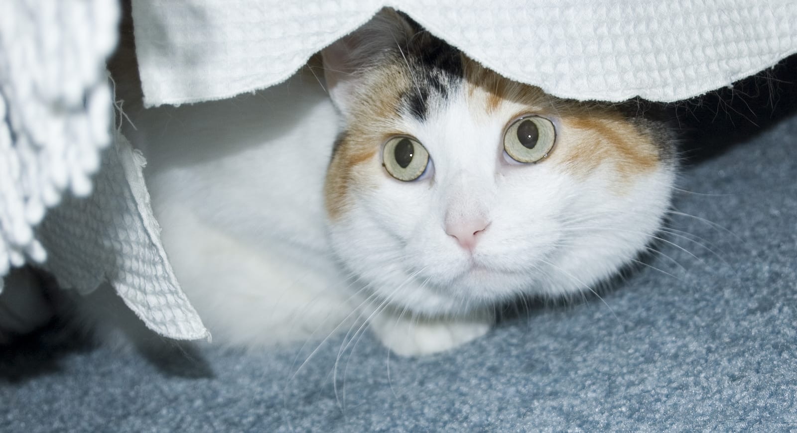 white-calico-hiding-under-bed White calico cat hides underneath bed.