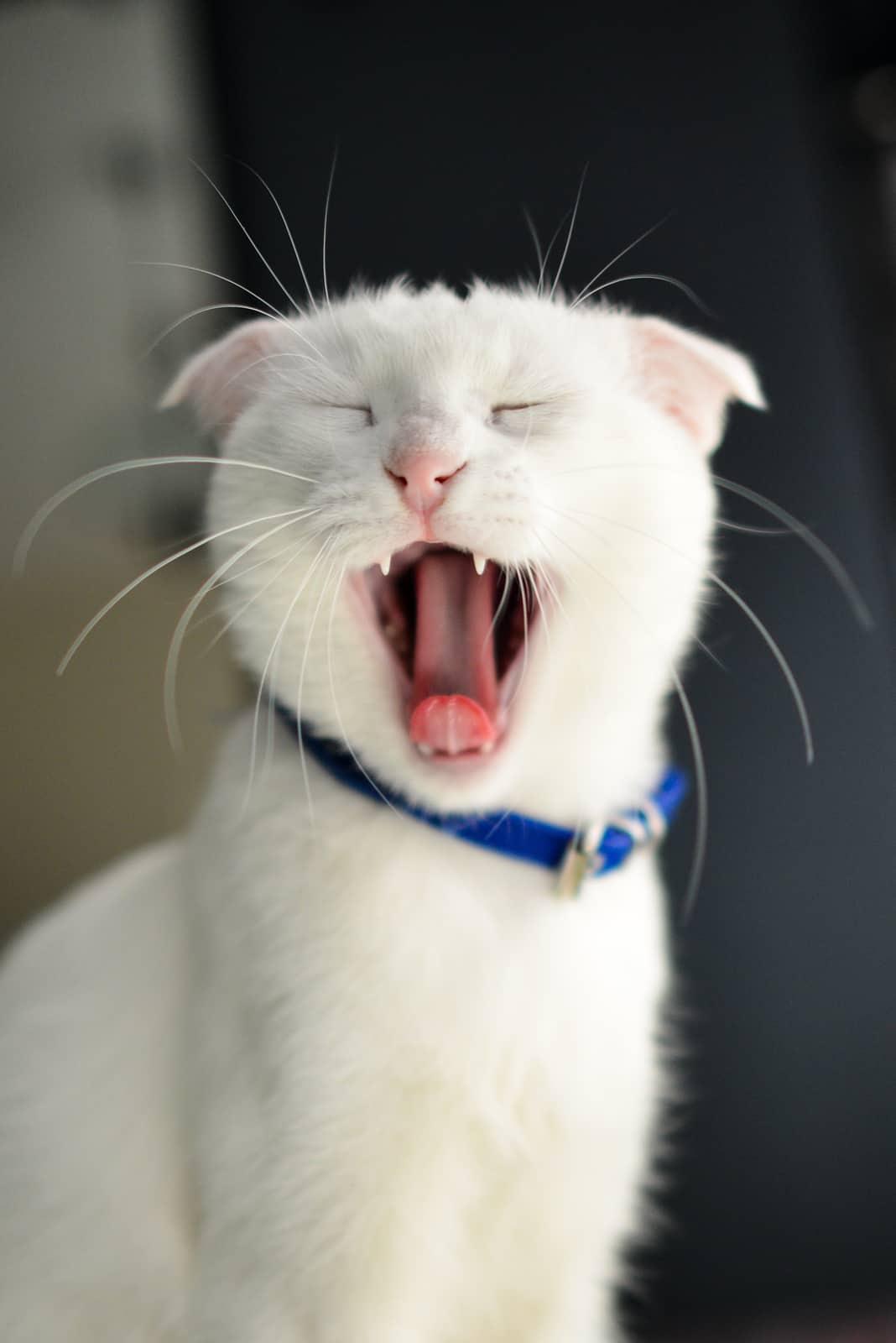 ginger-cat-inside-litter-box-SW Oranssi kissa istuu kissanvessassa ja katsoo kameraan.