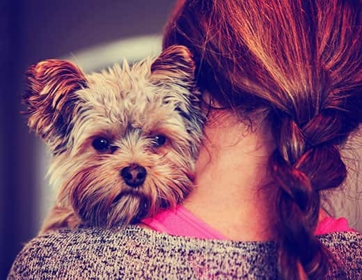 woman-holding-yorkie-over-shoulder A cute yorkshire terrier peeking from around a woman's shoulder