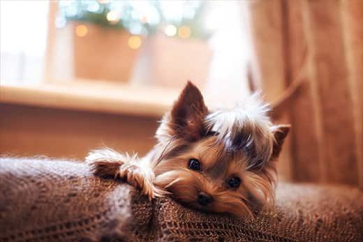 yorkie-laying-on-back-of-sofa-SW Yorkshire terrier laying on back of sofa on a brown afhan blanket.